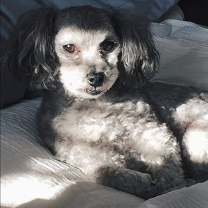 Meet your Posher, Jasmine